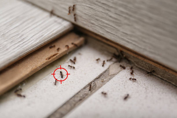 Pest Control for Restaurants in Hudson, IL